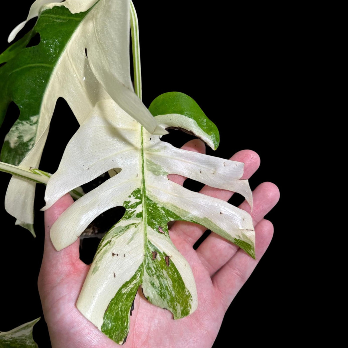 Variegated Monstera Albo Plant - Rare Indoor White Monstera Albo Borsigiana Plant - Albo Monstera - US Seller - Similar Plant