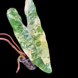 Variegated Philodendron Billietiae Live Plant