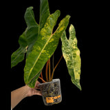 Variegated Philodendron Billietiae Live Plant