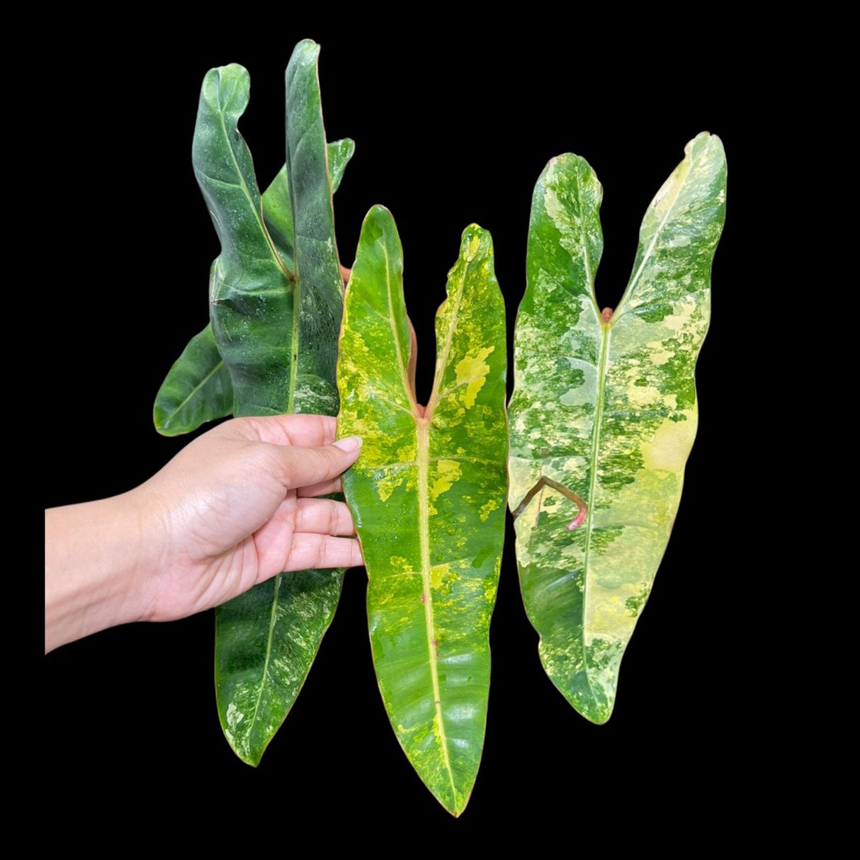 Variegated Philodendron Billietiae Live Plant