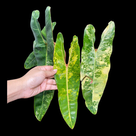 Variegated Philodendron Billietiae Live Plant