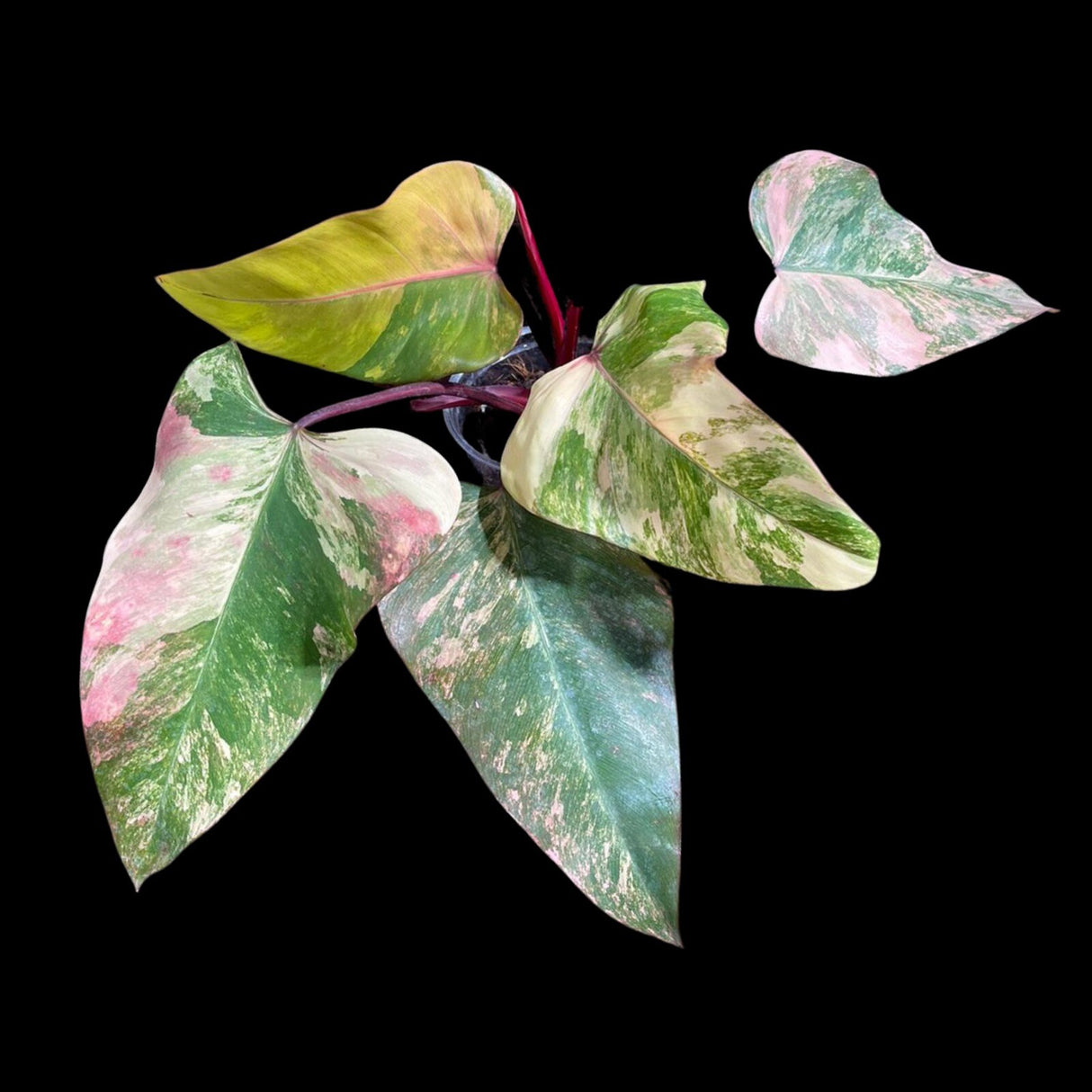 Variegated Philodendron Strawberry Shake in a Nursery Pot - Large Strawberry Shake RARE collector plan - Pink Collector indoor plant