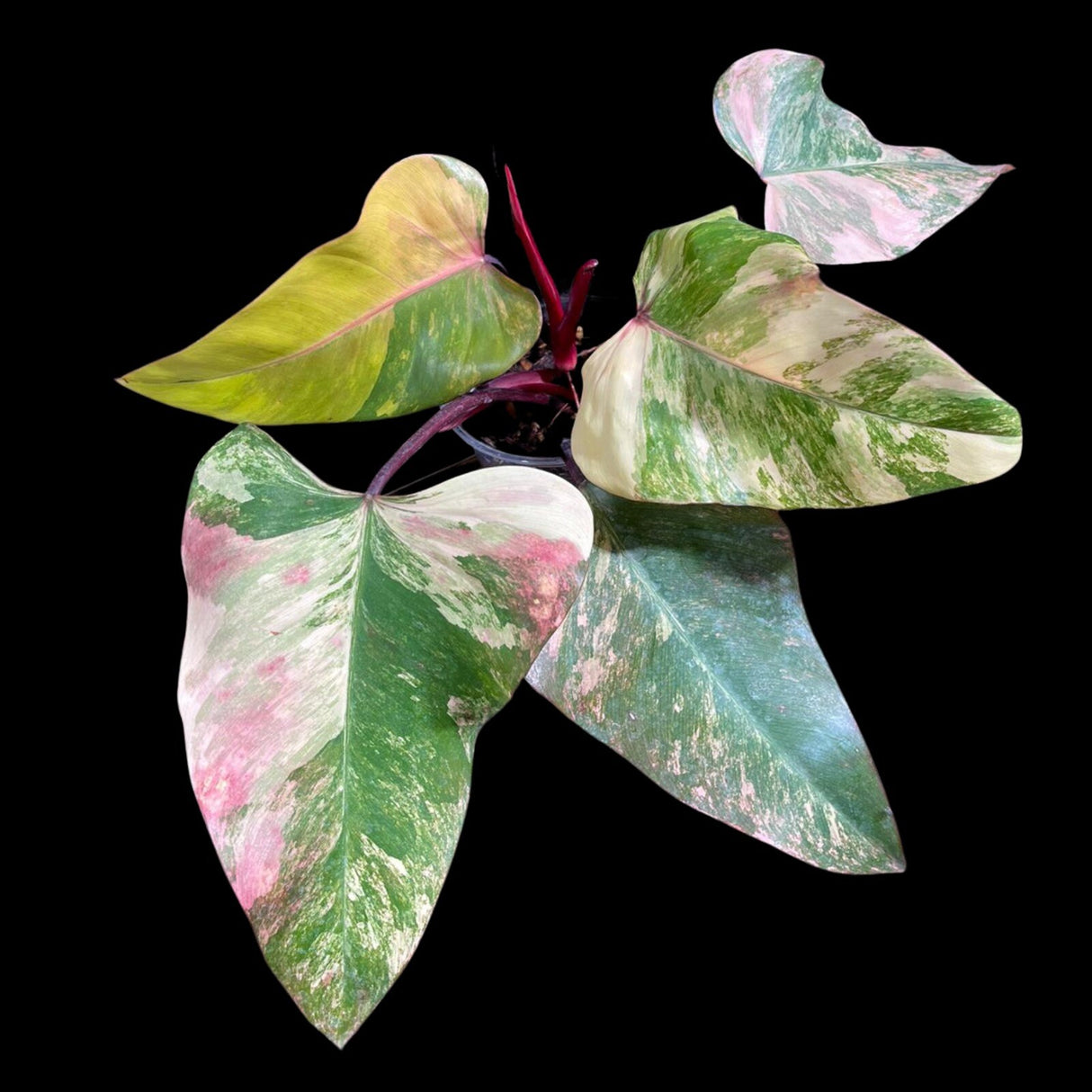 Variegated Philodendron Strawberry Shake in a Nursery Pot - Large Strawberry Shake RARE collector plan - Pink Collector indoor plant