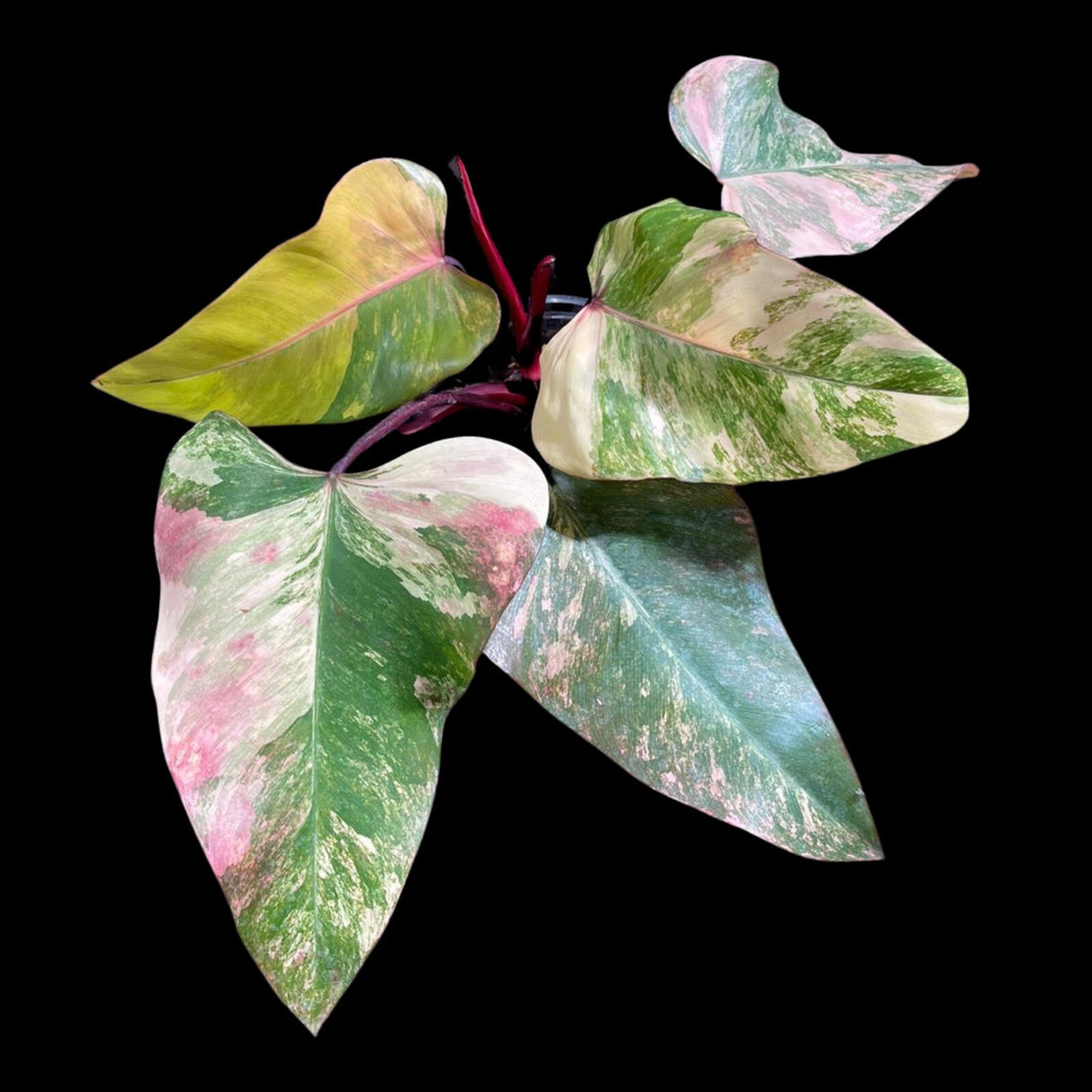 Variegated Philodendron Strawberry Shake in a Nursery Pot - Large Strawberry Shake RARE collector plan - Pink Collector indoor plant