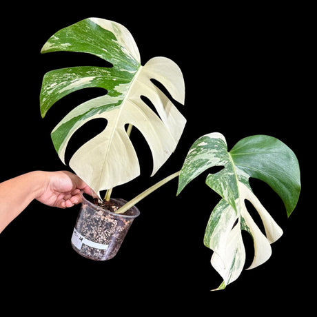 Monstera Albo Plant in a Nursery Pot - Highly Variegated Monstera ALBO 2 Leaf Plant - Rare Indoor White Monstera Albo Borsigiana