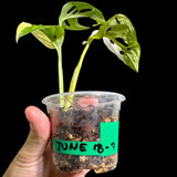 High Variegated White Monstera Adansonii Albo in a Nursery Pot - Swiss Cheese Half-Moon Leaf Potted Plant- Rare Collector Plant - US Seller