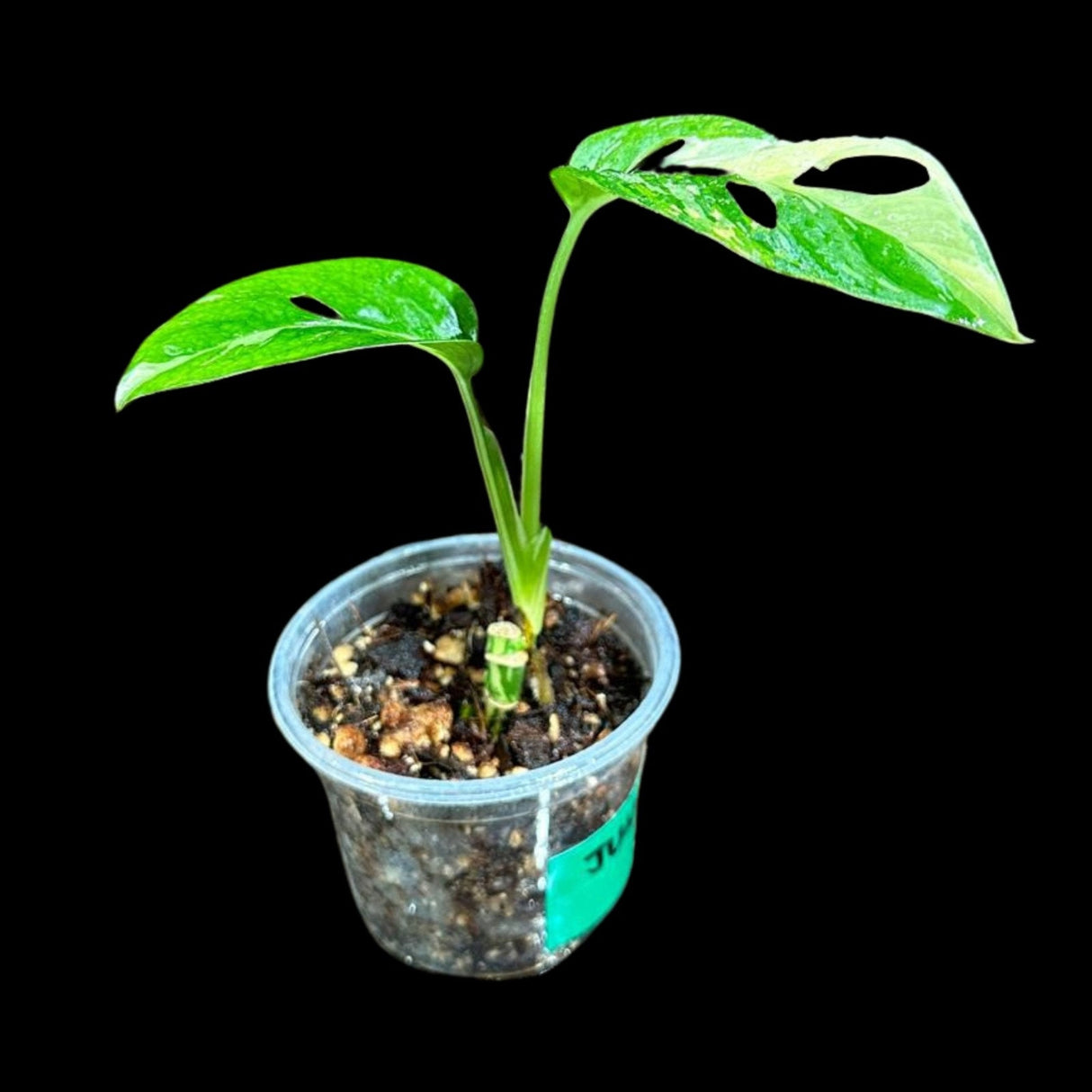 High Variegated White Monstera Adansonii Albo in a Nursery Pot - Swiss Cheese Potted Plant- Rare Collector Plant - US Seller