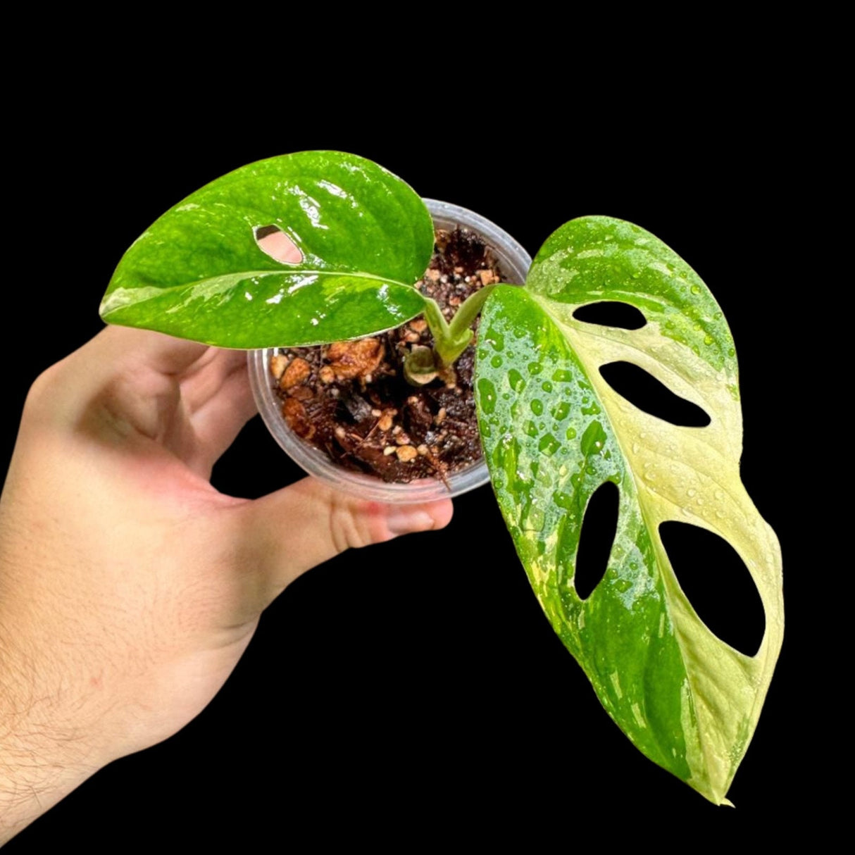 High Variegated White Monstera Adansonii Albo in a Nursery Pot - Swiss Cheese Potted Plant- Rare Collector Plant - US Seller