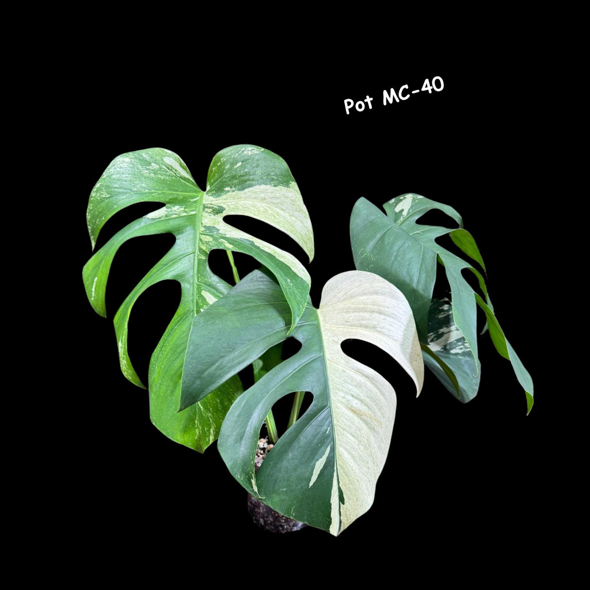 Rare Highly Variegated Monstera Mint in a Nursery Pot