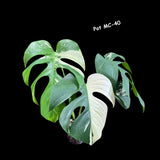 Rare Highly Variegated Monstera Mint in a Nursery Pot