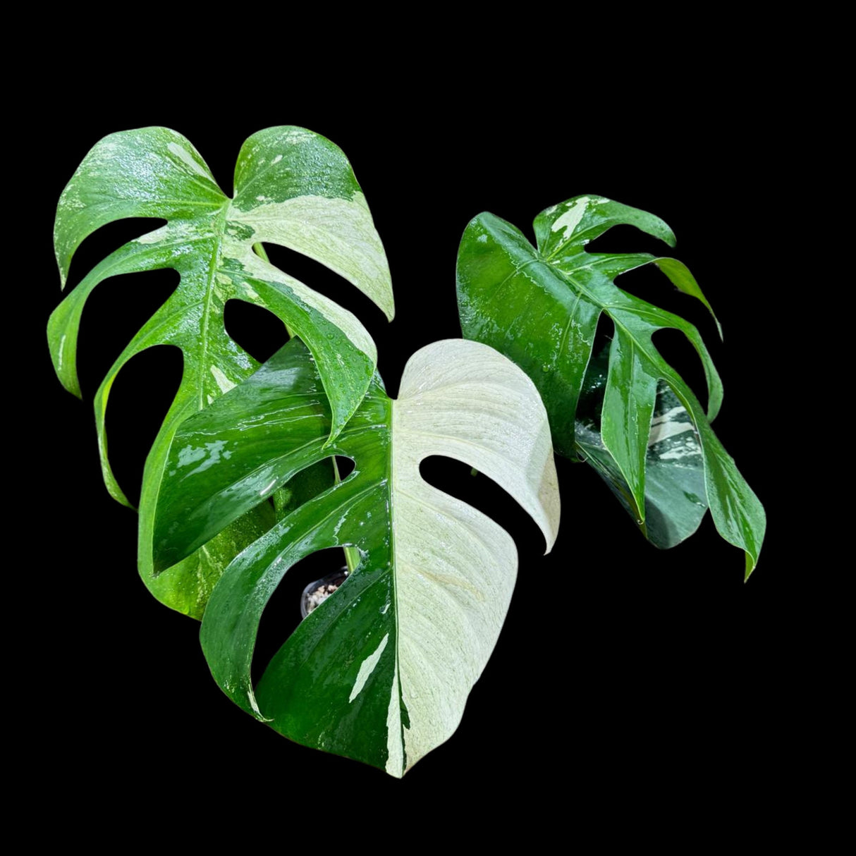 Rare Highly Variegated Monstera Mint in a Nursery Pot