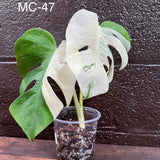 Variegated Monstera Albo Plant in a Nursery Pot