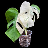 Variegated Monstera Albo Plant in a Nursery Pot