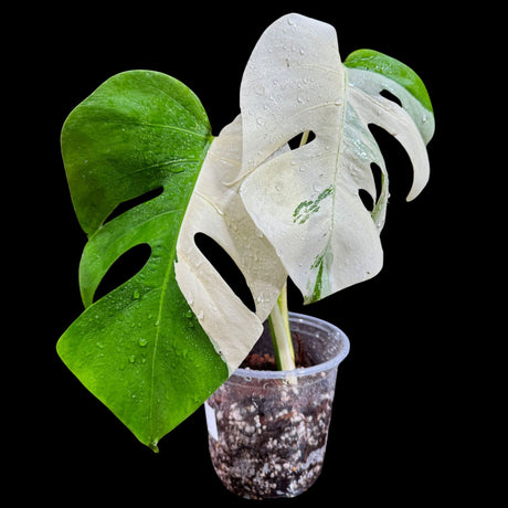 Variegated Monstera Albo Plant in a Nursery Pot