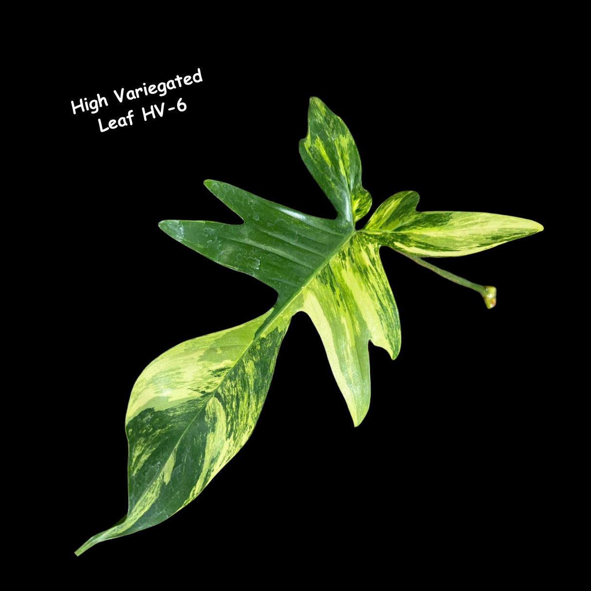 Variegated Philodendron Florida Beauty Cutting - Rare Collector Indoor Plant - Propagation Plant Office Plant Mother's Day Gift Plant