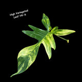 Variegated Philodendron Florida Beauty Cutting - Rare Collector Indoor Plant - Propagation Plant Office Plant Mother's Day Gift Plant