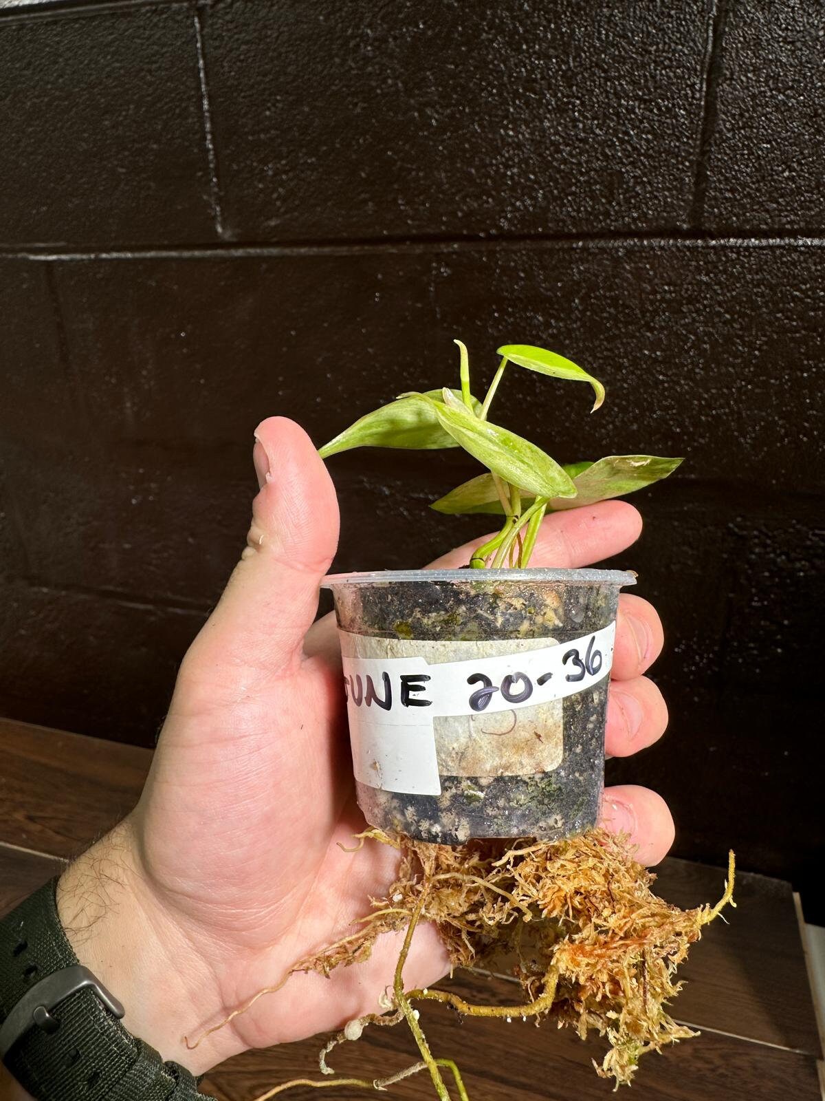 Rare Variegated Philodendron Mican Aurea in a Nursery Pot - High Variegated Mican Potted Plant - US SELLER - Potted Plant