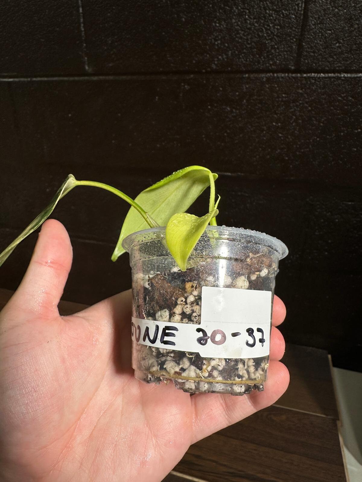 Variegated Monstera Standleyana Aurea in a Nursery Pot | Tropical Houseplant | Indoor House Plant-SAME Potted Plant as images | US Seller