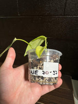 Variegated Monstera Standleyana Aurea in a Nursery Pot | Tropical Houseplant | Indoor House Plant-SAME Potted Plant as images | US Seller
