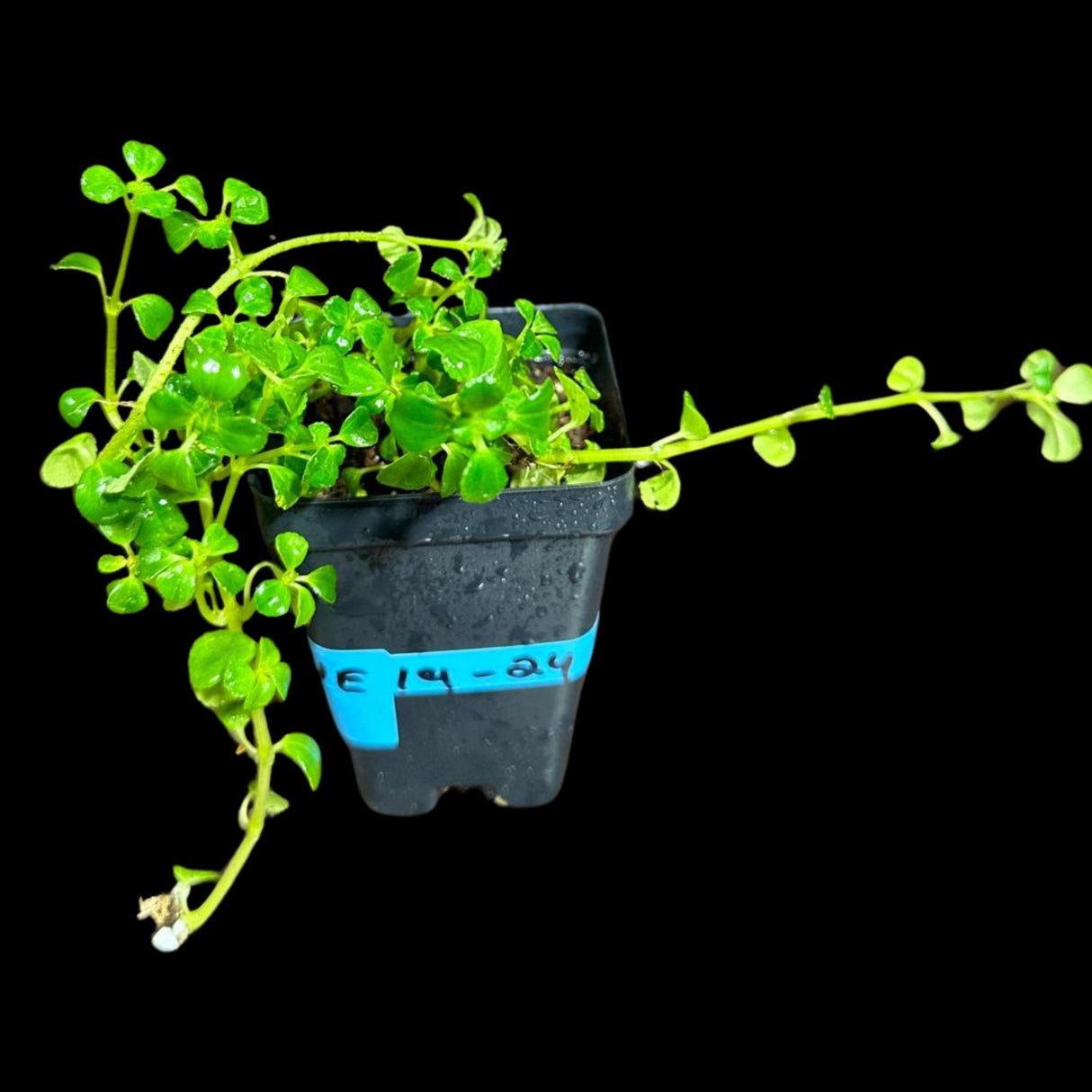 Pilea depressa "Baby Tears" In Nursery Pot