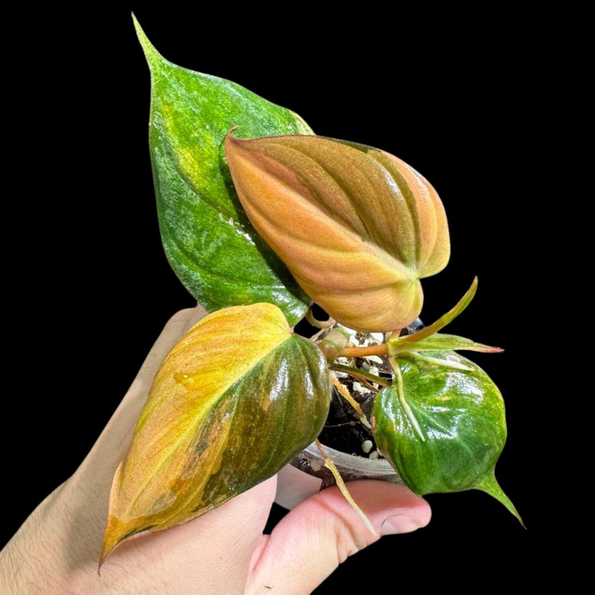 Rare Variegated Philodendron Mican Aurea in a Nursery Pot - Variegated Mican Potted Plant - US SELLER