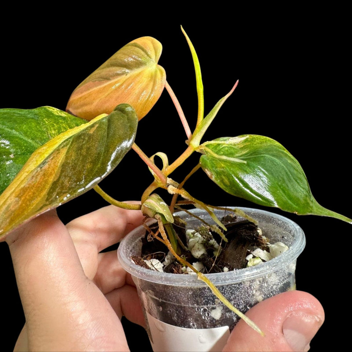 Rare Variegated Philodendron Mican Aurea in a Nursery Pot - Variegated Mican Potted Plant - US SELLER