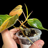 Rare Variegated Philodendron Mican Aurea in a Nursery Pot - Variegated Mican Potted Plant - US SELLER