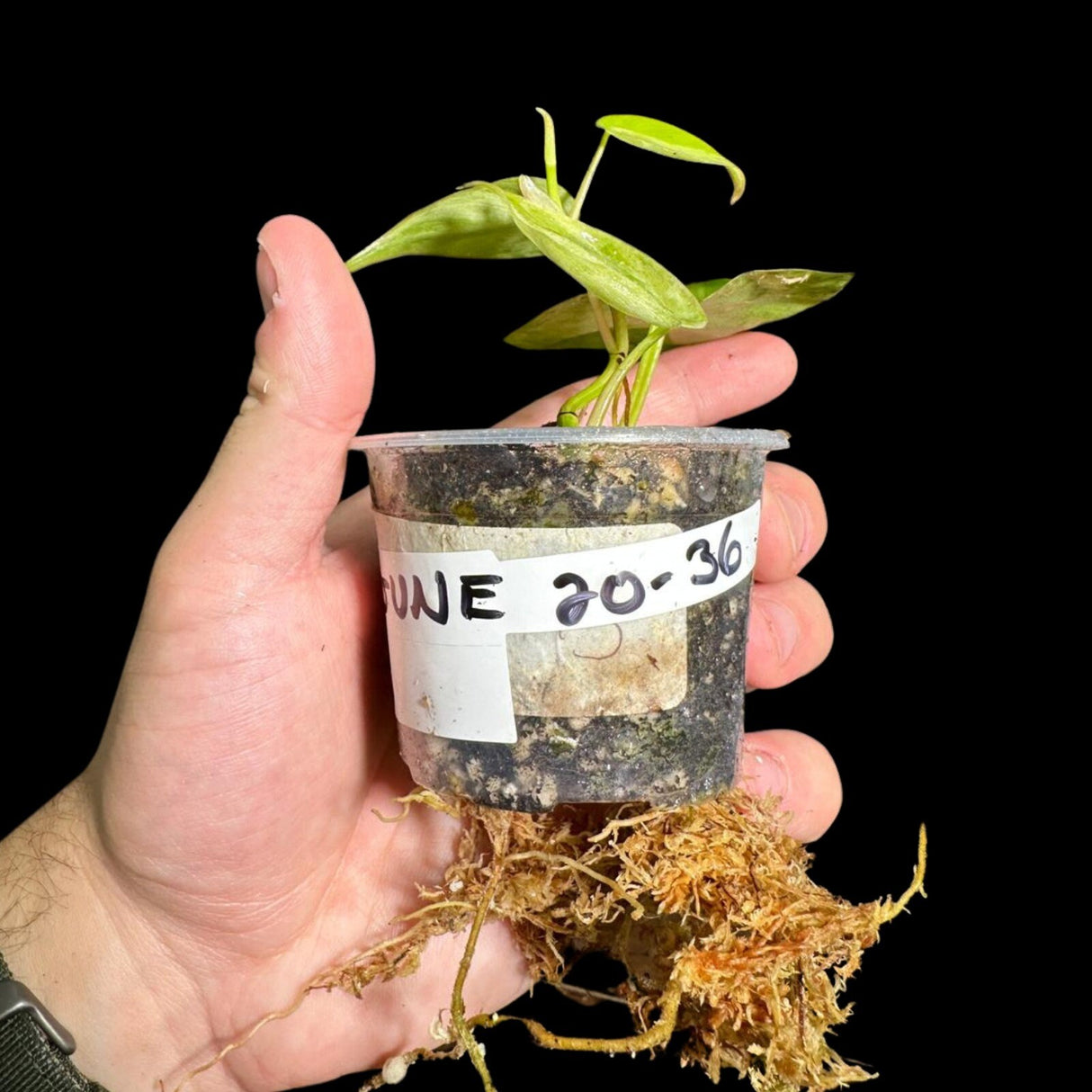 Rare Variegated Philodendron Mican Aurea in a Nursery Pot - High Variegated Mican Potted Plant - US SELLER - Potted Plant