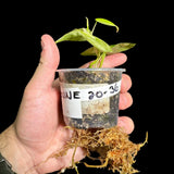 Rare Variegated Philodendron Mican Aurea in a Nursery Pot - High Variegated Mican Potted Plant - US SELLER - Potted Plant
