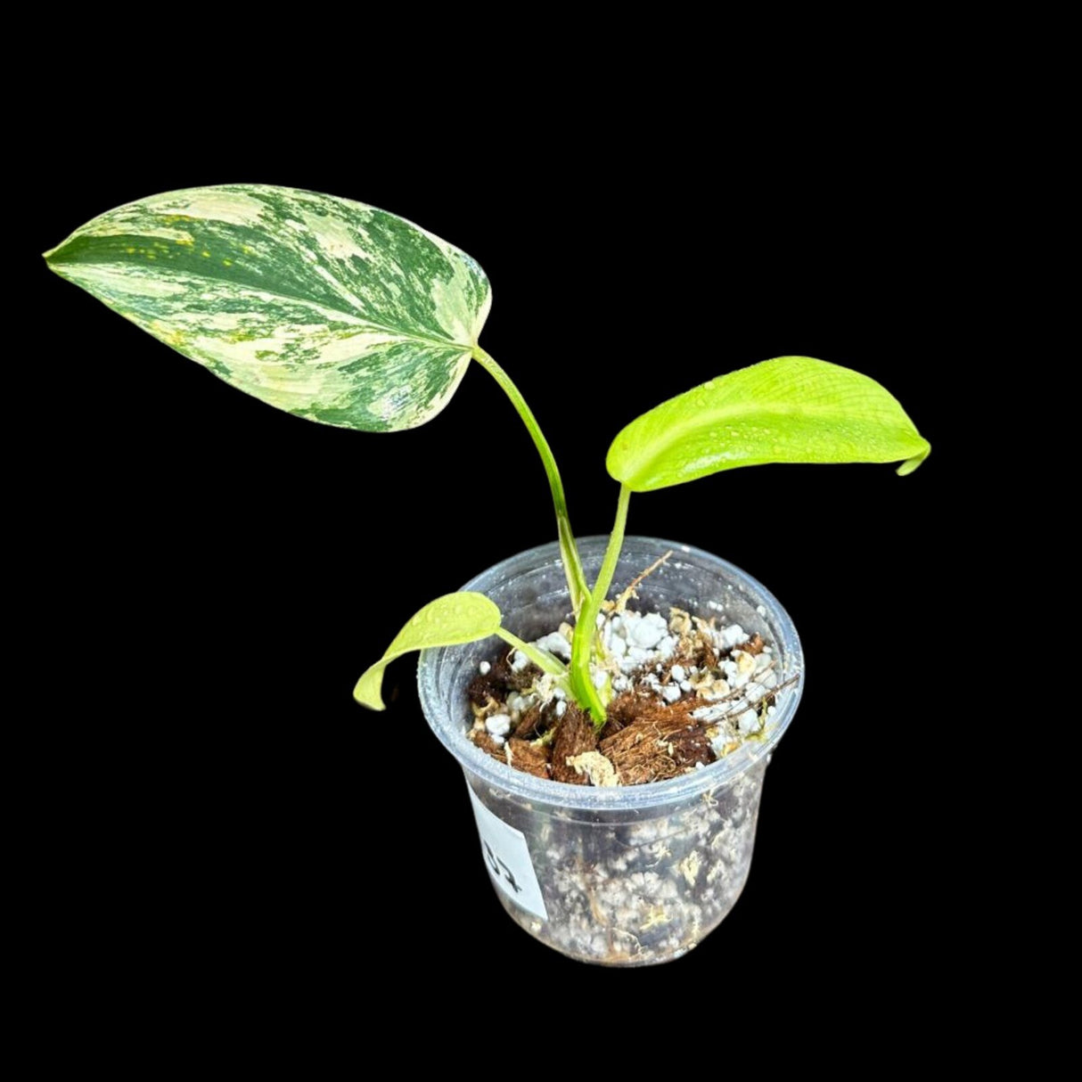 Variegated Monstera Standleyana Aurea in a Nursery Pot | Tropical Houseplant | Indoor House Plant-SAME Potted Plant as images | US Seller