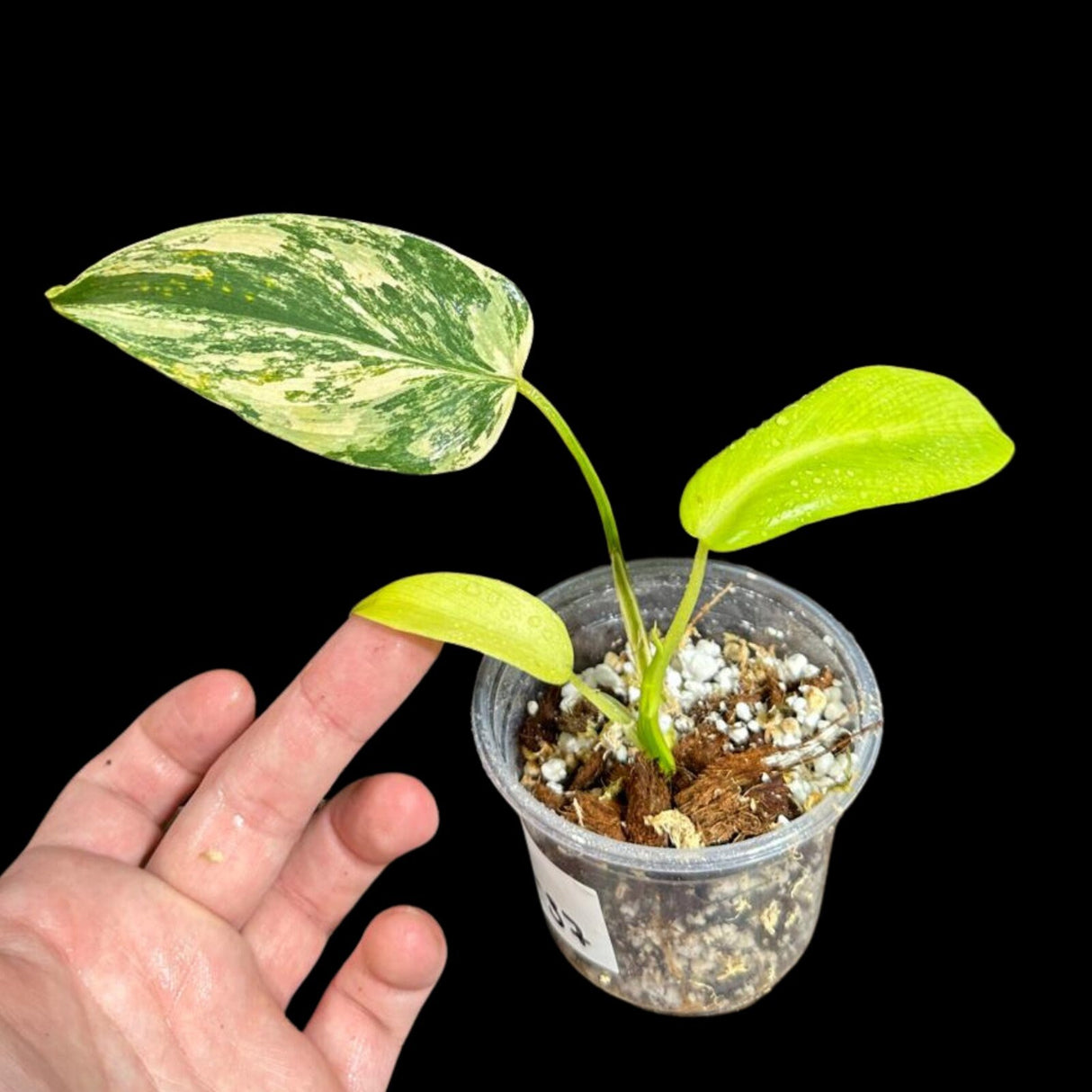 Variegated Monstera Standleyana Aurea in a Nursery Pot | Tropical Houseplant | Indoor House Plant-SAME Potted Plant as images | US Seller