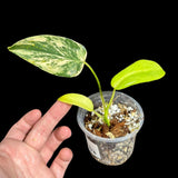 Variegated Monstera Standleyana Aurea in a Nursery Pot | Tropical Houseplant | Indoor House Plant-SAME Potted Plant as images | US Seller