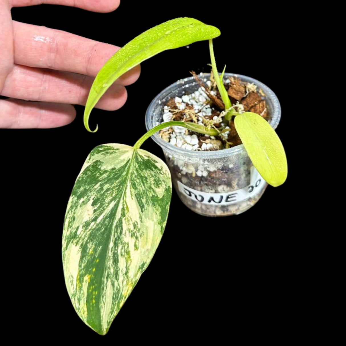 Variegated Monstera Standleyana Aurea in a Nursery Pot | Tropical Houseplant | Indoor House Plant-SAME Potted Plant as images | US Seller