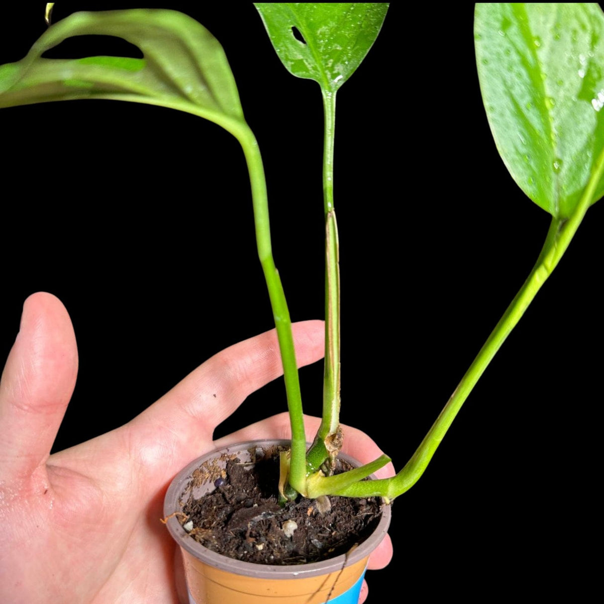Swiss Chees Plant in a Nursery Pot - Monstera Adansonii - Swees Cheese Potted Plant- Live indoor plant-monstera Pot - air purification plant