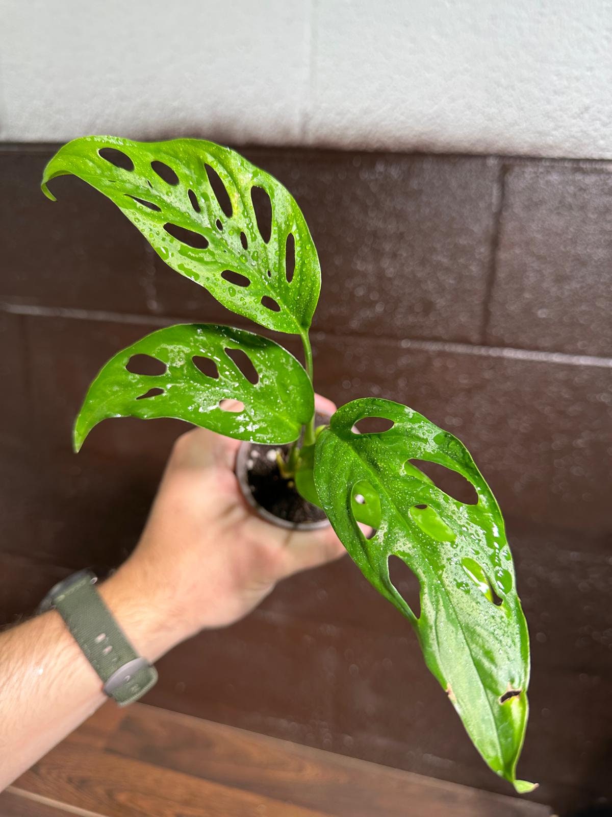 Swiss Chees Plant | Indoor vining houseplant | Gift plant for Birthday | Low light air purifier plant
