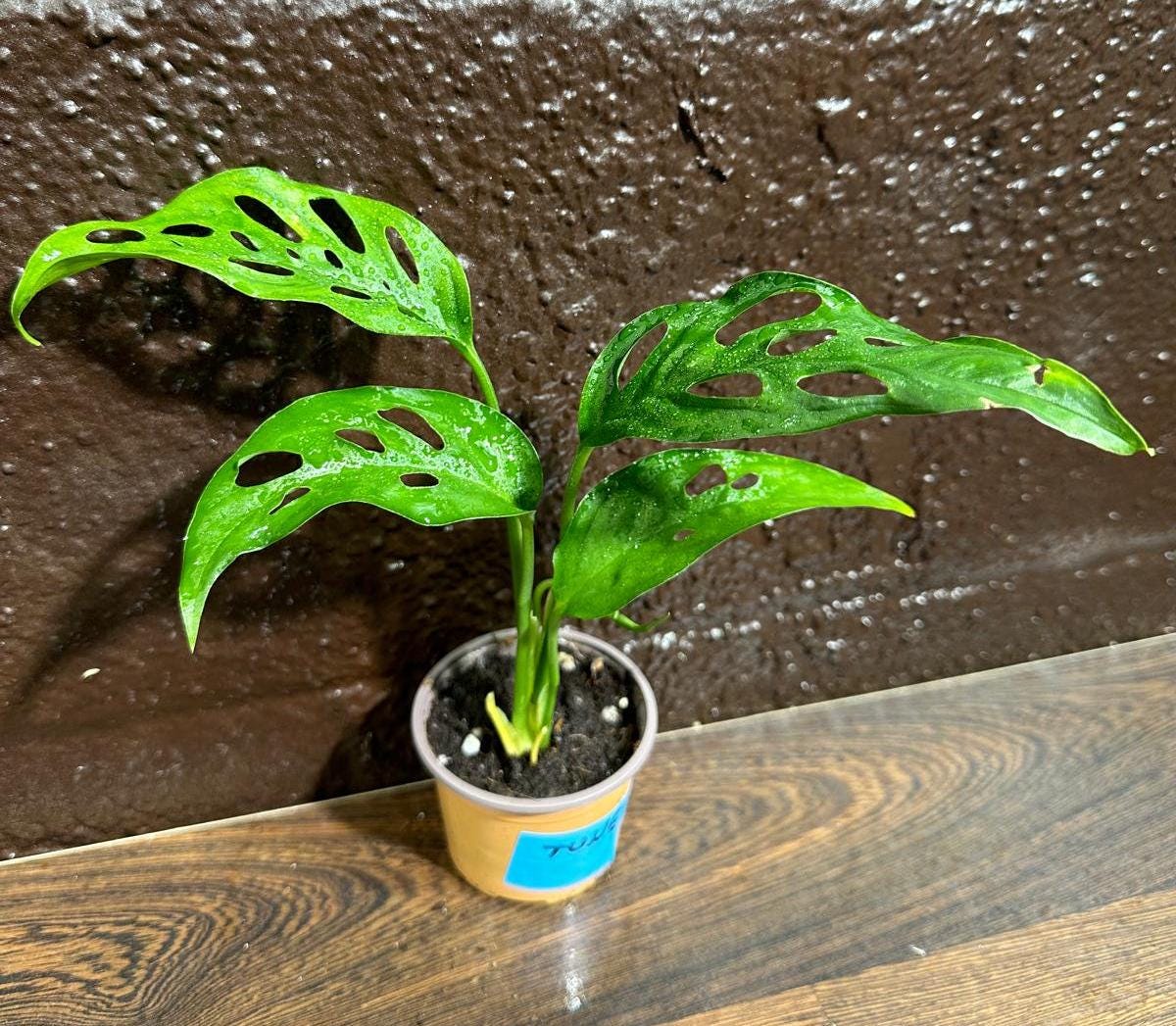 Swiss Chees Plant | Indoor vining houseplant | Gift plant for Birthday | Low light air purifier plant