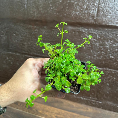 Pilea depressa "Baby Tears" In 2 Inch Pot - Indoor succulent plant - Easy care houseplant- terrarium plant - plant for kids