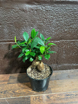 Ficus Microcarpa Ginseng in 6" Pot-Bonsai Plant-Funny New Doctor Gift-Plant- Ficus microcarpa - Office Plant - US Seller