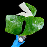Variegated Monstera Albo Plant in a Nursery Pot - Highly Variegated Monstera ALBO Potted Plant - Rare Houseplant - US SELLER - Similar Plant