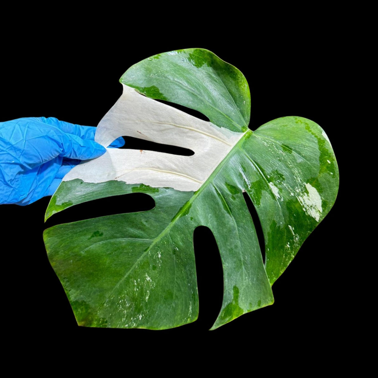 Variegated Monstera Albo Plant in a Nursery Pot - Highly Variegated Monstera ALBO Potted Plant - Rare Houseplant - US SELLER - Similar Plant