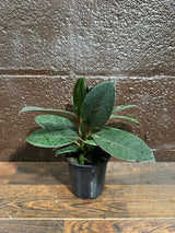 Burgundy Rubber Tree in 4" Pot - Ficus Elastica - Gift Houseplant - Unique Tropical Plants - Easy Care Houseplant - Live Indoor Plant