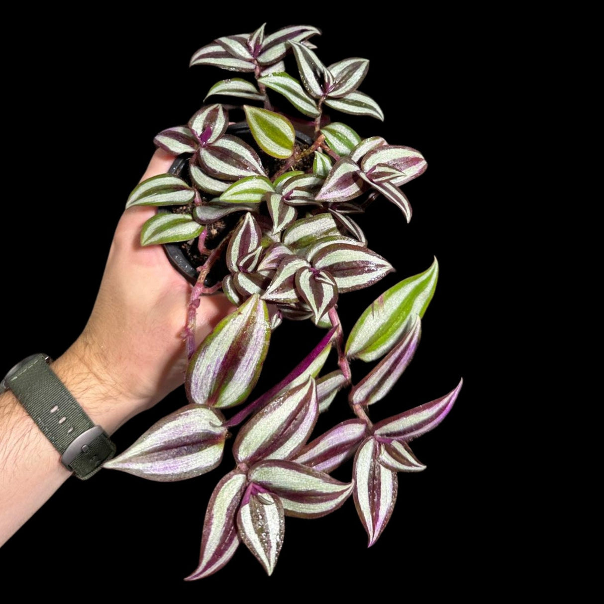 Tradescantia Nanouk Lilac Plant in 4" Pot