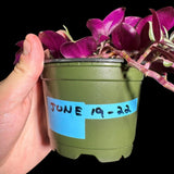 Tradescantia Nanouk Lilac Plant in 4" Pot