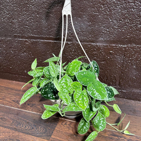 Silver Pothos in a 5" Hanging Basket