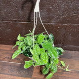 Silver Pothos in a 5" Hanging Basket