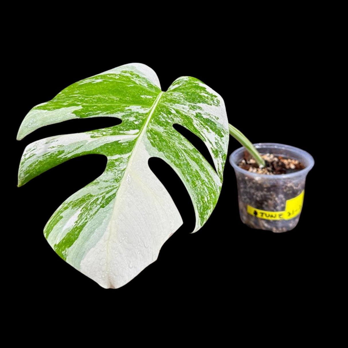 Variegated Monstera Albo Plant in a Nursery Pot - Highly Variegated Monstera ALBO Top Cut Potted - US SELLER - Rare Collector Plant