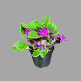 African Violet Live Flower Plant in a Nursery Pot