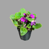 African Violet Live Flower Plant in a Nursery Pot