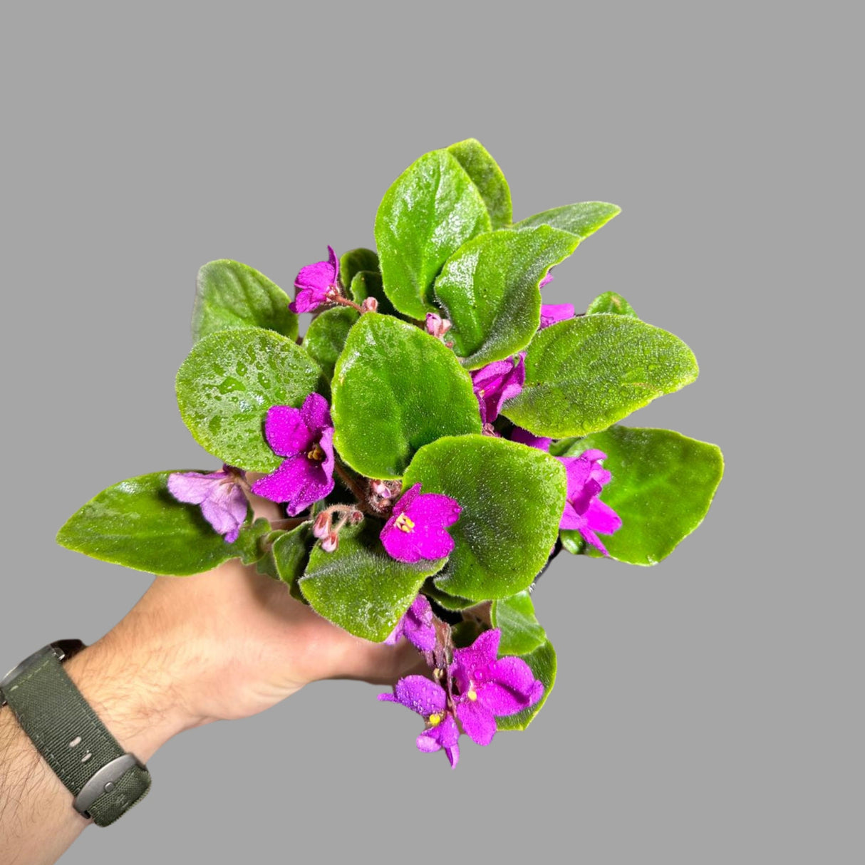 African Violet Live Flower Plant in a Nursery Pot