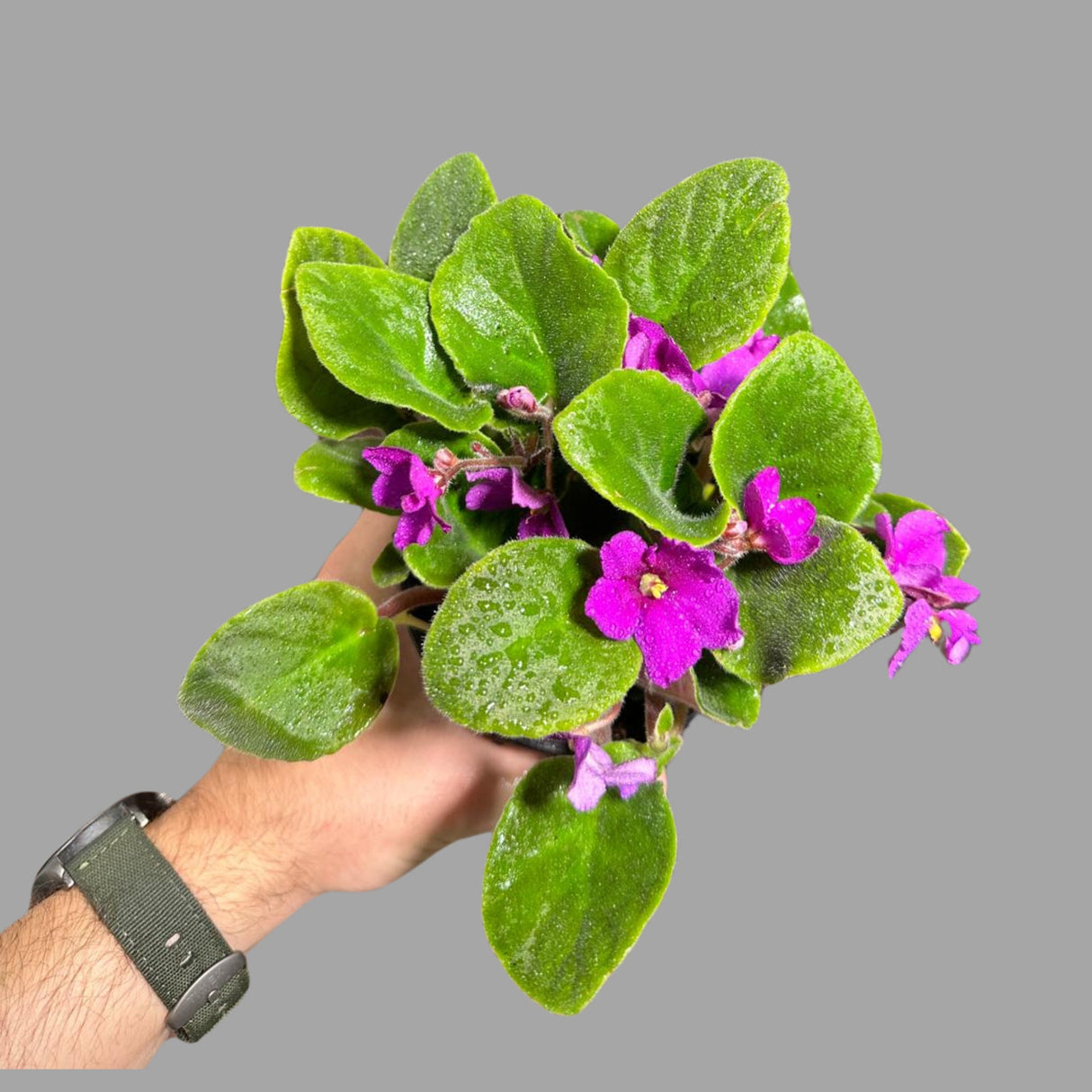 African Violet Live Flower Plant in a Nursery Pot